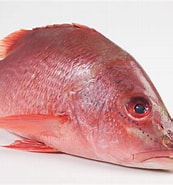 Image result for Rode snapper. Size: 173 x 185. Source: www.fishxl.nl