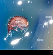 Image result for Hyperia macrocephala. Size: 176 x 185. Source: www.alamy.com
