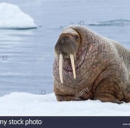 Image result for "marrus Antarcticus". Size: 189 x 185. Source: www.alamy.com