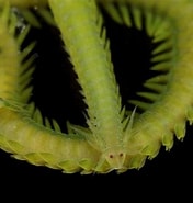 Image result for Eulalia clavigera Feiten. Size: 176 x 185. Source: www.aphotomarine.com