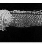 Afbeeldingsresultaten voor Triglops nybelini Stam. Grootte: 178 x 124. Bron: www.researchgate.net