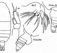 Afbeeldingsresultaten voor "chiridiella Atlantica". Grootte: 198 x 185. Bron: copepodes.obs-banyuls.fr
