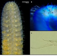 Image result for "pholoe Synophthalmica". Size: 187 x 185. Source: www.researchgate.net