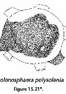 Afbeeldingsresultaten voor "solenosphaera Polysolenia". Grootte: 130 x 174. Bron: www.uv.es