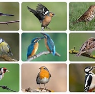 Image result for vogels Onderstam. Size: 187 x 185. Source: www.demorgen.be
