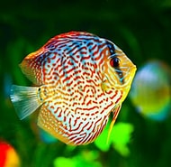 Afbeeldingsresultaten voor Fishes of the World Online. Grootte: 190 x 185. Bron: goldeneyeviews.blogspot.com