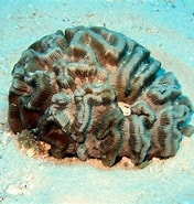 Afbeeldingsresultaten voor Manicina areolata Stam. Grootte: 176 x 185. Bron: coralpedia.bio.warwick.ac.uk