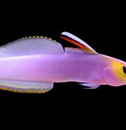 Image result for "nematonurus Armatus". Size: 178 x 185. Source: www.qualitymarine.com