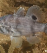 Image result for "spinocalanus Brevicaudatus". Size: 164 x 185. Source: reeflifesurvey.com