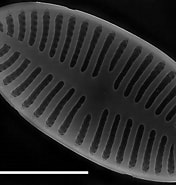 Image result for Diatoms of North America. Size: 176 x 185. Source: diatoms.org
