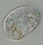 Image result for "plagiopyla Nasuta". Size: 175 x 185. Source: www.plingfactory.de