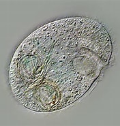Image result for "plagiopyla Nasuta". Size: 176 x 185. Source: www.plingfactory.de