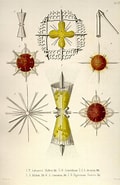 Image result for "diploconus Fasces". Size: 120 x 185. Source: pixels.com