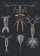 Afbeeldingsresultaten voor "lucicutia Grandis". Grootte: 134 x 185. Bron: www.guwsmedical.info