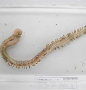 Image result for Nephtys incisa. Size: 176 x 185. Source: www.marinespecies.org