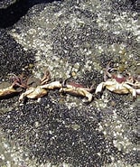 Afbeeldingsresultaten voor "platyxanthus Crenulatus". Grootte: 155 x 185. Bron: www.flickr.com