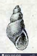 Image result for Ondina diaphana Verwante zoekopdrachten. Size: 123 x 185. Source: www.alamy.com