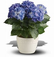 Indoor Hydrangea Plant 的图像结果.大小：175 x 185。 资料来源：www.guide-to-houseplants.com