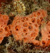 Image result for "phorbas Fictitius". Size: 176 x 185. Source: www.britishmarinelifepictures.co.uk
