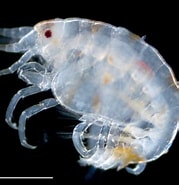 Afbeeldingsresultaten voor Stenothoidae. Grootte: 179 x 185. Bron: plankton.image.coocan.jp