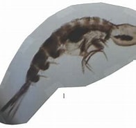 Image result for "oxycephalus Piscator". Size: 196 x 185. Source: www.odb.ntu.edu.tw
