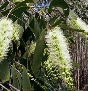 Afbeeldingsresultaten voor "leucandra Fistulosa". Grootte: 179 x 185. Bron: www.territorynativeplants.com.au