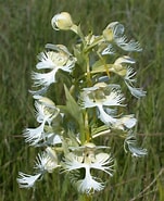 Image result for "maresearsia Praeclara". Size: 151 x 185. Source: www.minnesotawildflowers.info