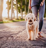犬の散歩の仕方 に対する画像結果.サイズ: 176 x 185。ソース: joyful-ak.com