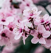 Image result for Cherry Blossom. Size: 177 x 185. Source: www.pexels.com
