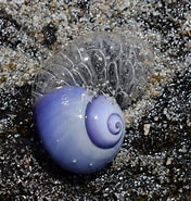 Risultato immagine per Sea Snail Wikipedia. Dimensioni: 176 x 185. Fonte: www.norfolkislandtime.com