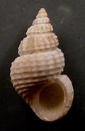Image result for "alvania Cimicoides". Size: 120 x 185. Source: www.naturamediterraneo.com