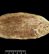 Afbeeldingsresultaten voor "solea Impar". Grootte: 169 x 185. Bron: www.marinespecies.org