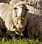 Image result for Merino. Size: 176 x 185. Source: en.wikipedia.org