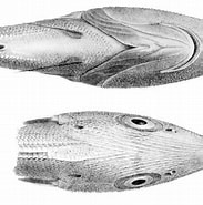 Afbeeldingsresultaten voor Trachyrincus murrayi Stam. Grootte: 183 x 185. Bron: creazilla.com