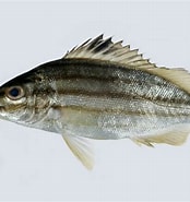 Image result for Pelates quadrilineatus Superklasse. Size: 174 x 185. Source: fishesofaustralia.net.au