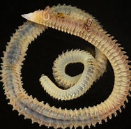 Afbeeldingsresultaten voor "scolelepis Squamata". Grootte: 188 x 185. Bron: www.aphotomarine.com
