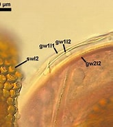 Afbeeldingsresultaten voor "ovatella Denticulata". Grootte: 165 x 185. Bron: www.zor.zut.edu.pl