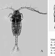 Image result for "pseudodiaptomus Hessei". Size: 181 x 185. Source: www.researchgate.net