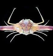 Image result for "ixa Cylindrus". Size: 175 x 185. Source: www.crabdatabase.info