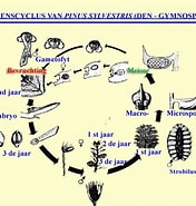 Afbeeldingsresultaten voor Manteldieren Levenscyclus. Grootte: 176 x 185. Bron: www.vcbio.science.ru.nl