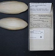 Afbeeldingsresultaten voor Sepia novaehollandiae. Grootte: 183 x 150. Bron: commons.wikimedia.org