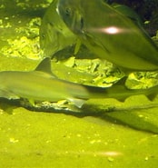 Afbeeldingsresultaten voor "hemitriakis Japanica". Grootte: 174 x 185. Bron: www.sharkwater.com