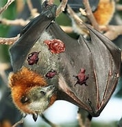 Image result for Bat Birth colony Nurse. Size: 178 x 185. Source: www.youtube.com