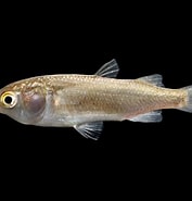 Image result for "mugil Capurii". Size: 177 x 185. Source: ncfishes.com