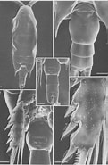 Afbeeldingsresultaten voor "chiridius Pacificus". Grootte: 121 x 185. Bron: www.researchgate.net