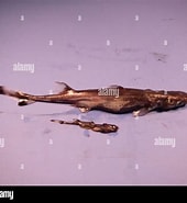Image result for Etmopterus virens. Size: 170 x 185. Source: www.alamy.com