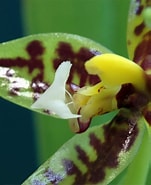 Image result for "pionosyllis Lamelligera". Size: 151 x 185. Source: www.six-orchids.de