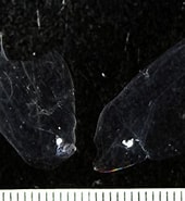 Afbeeldingsresultaten voor "clausophyes Moserae". Grootte: 170 x 185. Bron: invertebrate.w.uib.no