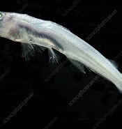 Image result for "scopelarchus Michaelsarsi". Size: 175 x 185. Source: www.sciencephoto.com