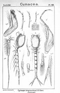 Image result for "cyclaspis Longicaudata". Size: 120 x 185. Source: creazilla.com